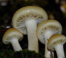 Image of Hypholoma capnoides (Fr.) P. Kumm. 1871