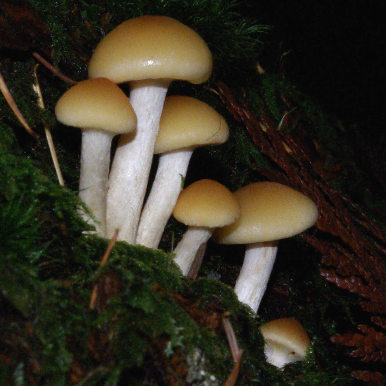 Image of Hypholoma capnoides (Fr.) P. Kumm. 1871