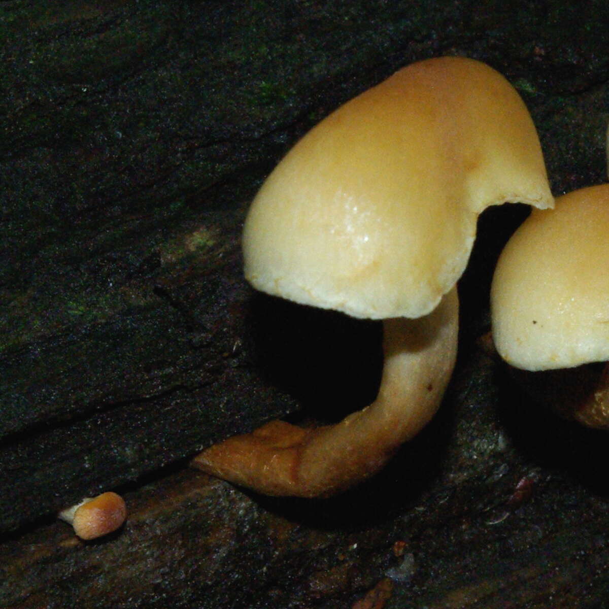 Image of Hypholoma capnoides (Fr.) P. Kumm. 1871