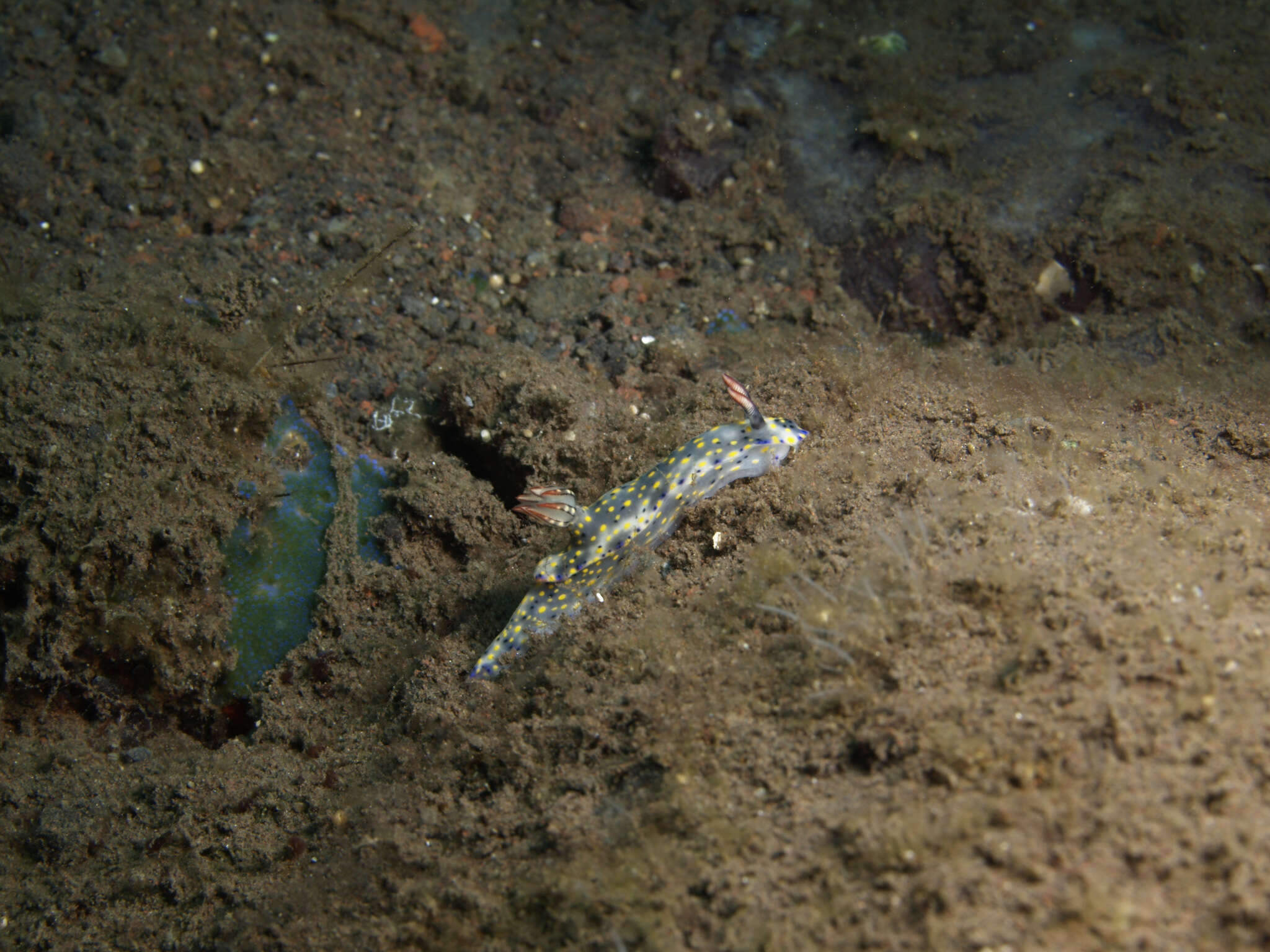 Image of Hypselodoris confetti Gosliner & R. F. Johnson 2018