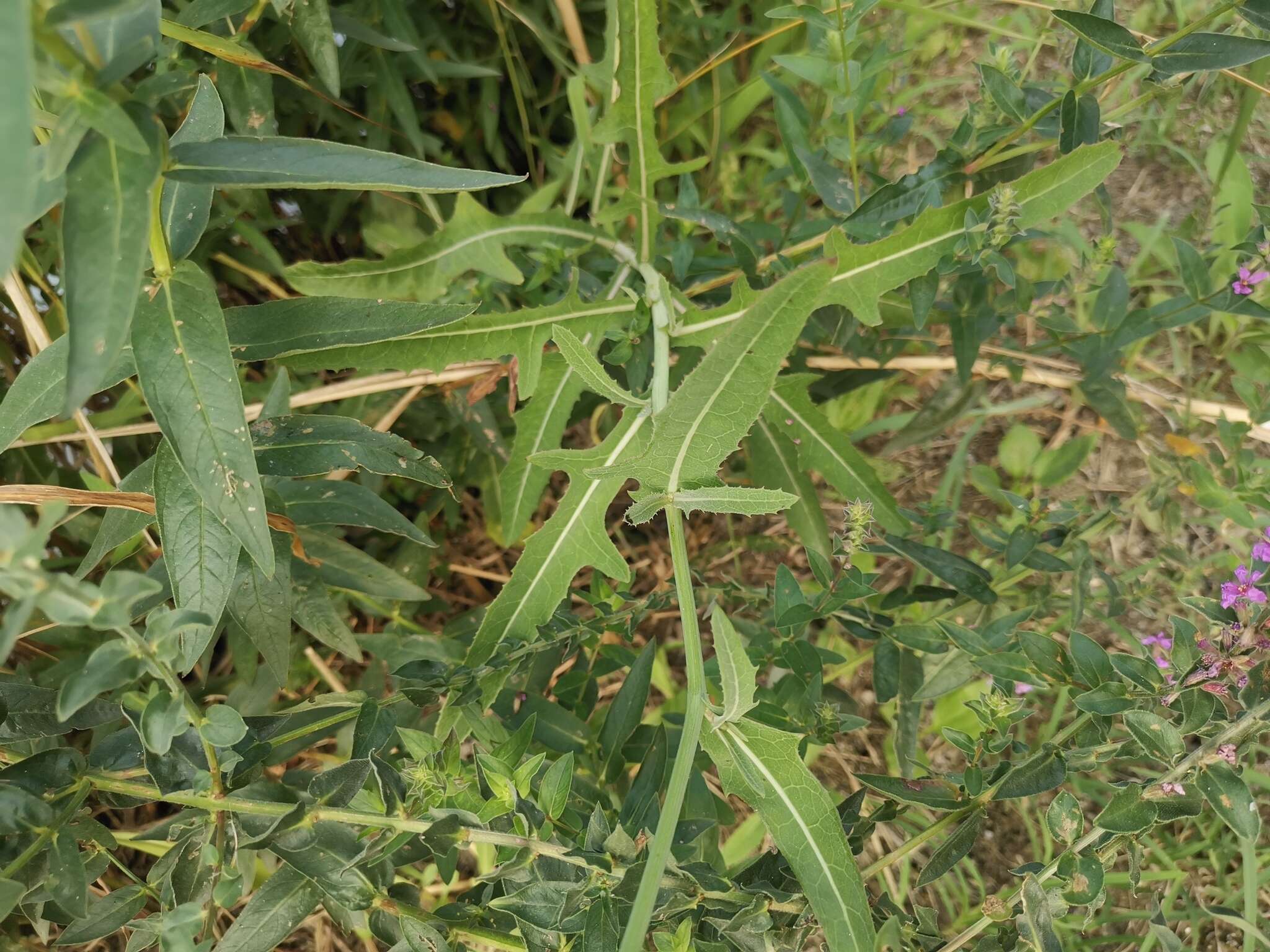 Image de Sonchus brachyotus DC.