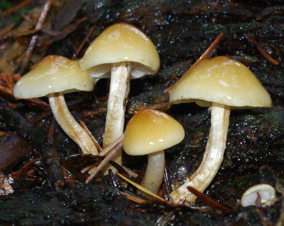 Image of Hypholoma capnoides (Fr.) P. Kumm. 1871