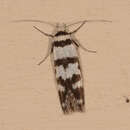 Image of Philobota impletella Walker 1869