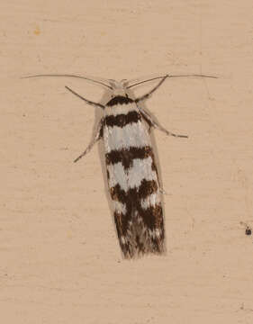 Image of Philobota impletella Walker 1869