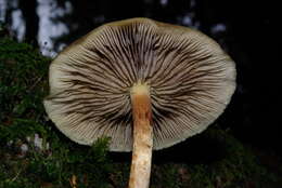 Image of Hypholoma capnoides (Fr.) P. Kumm. 1871