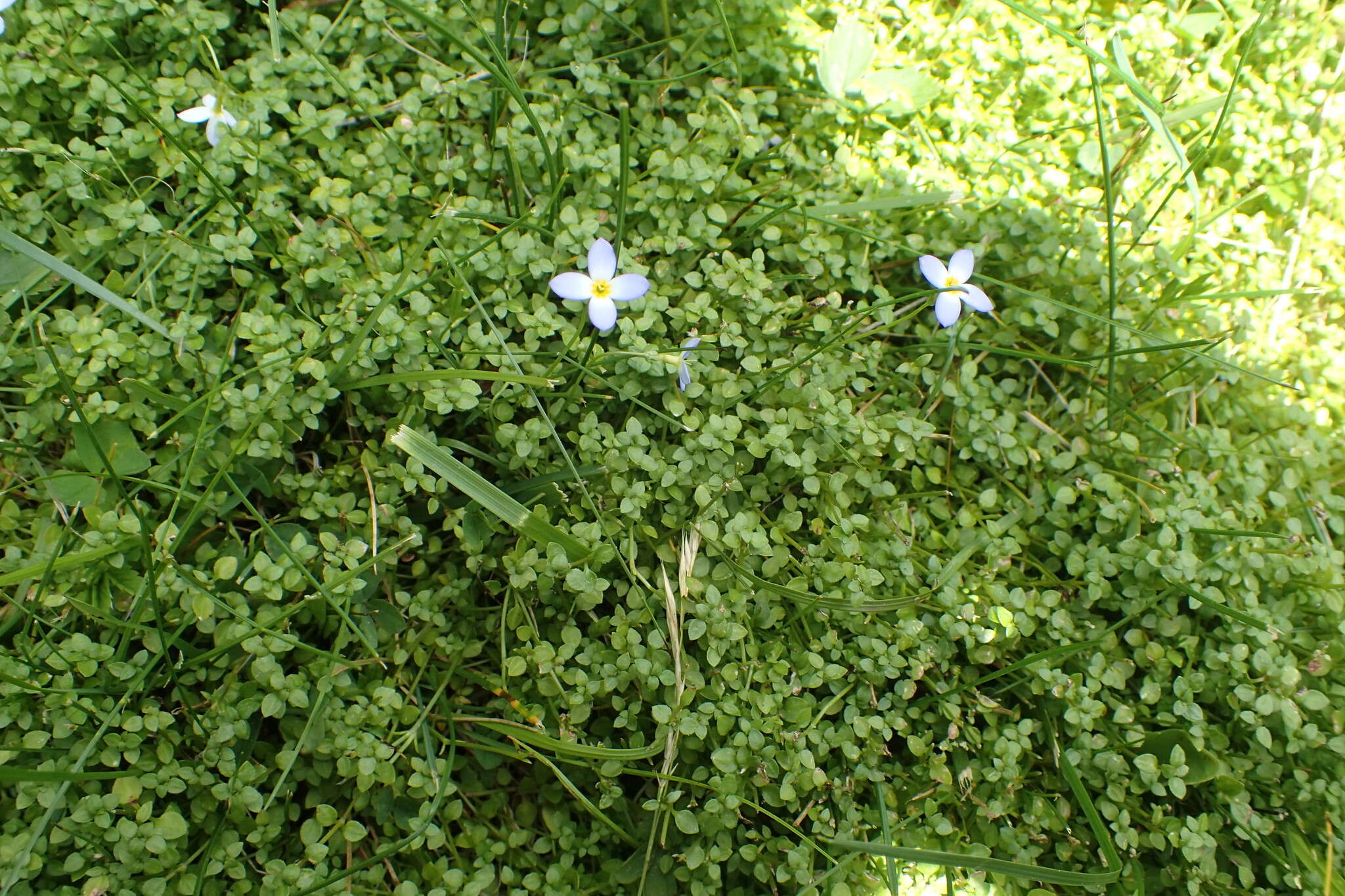 Image of thymeleaf bluet