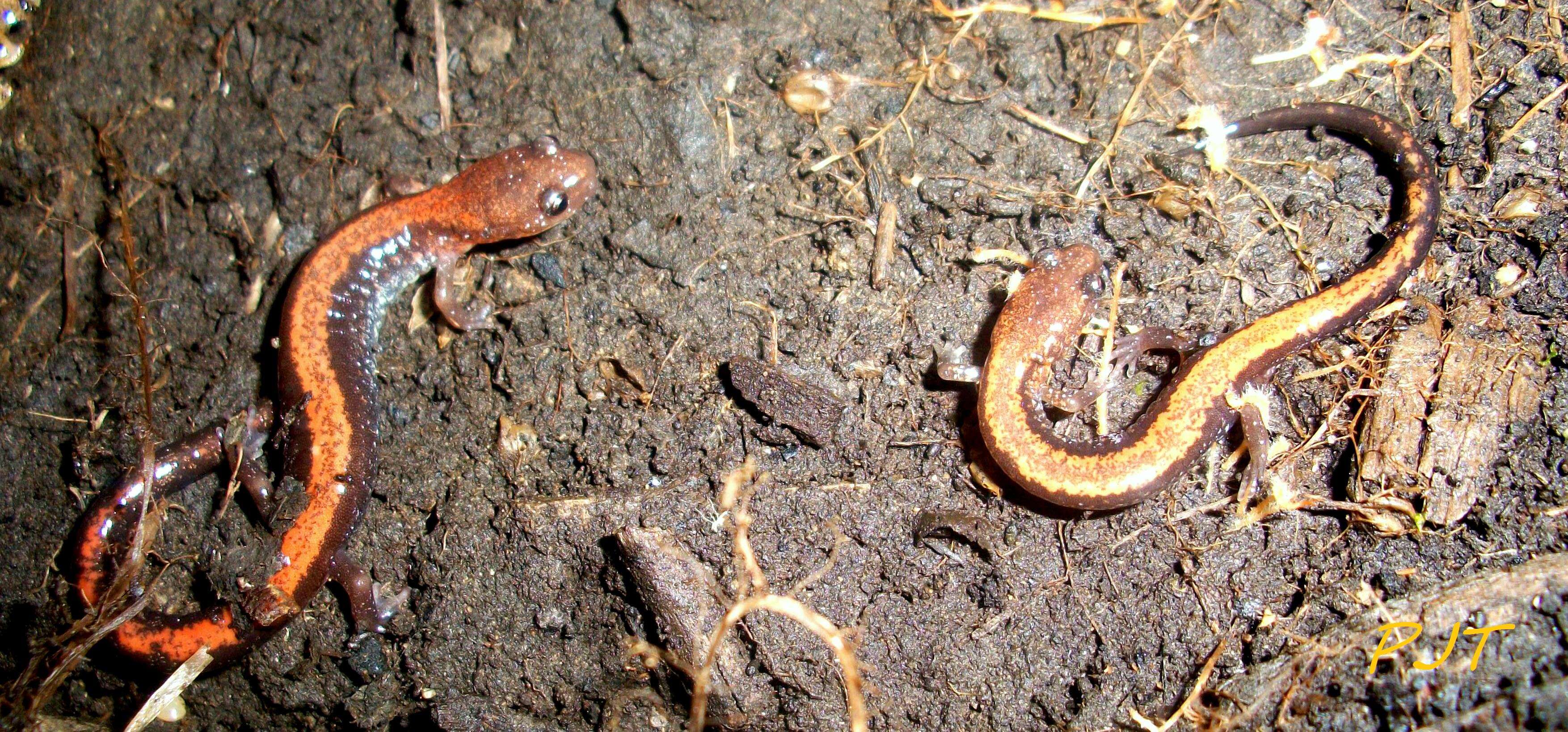 Image of Eastern Red-backed Salamander