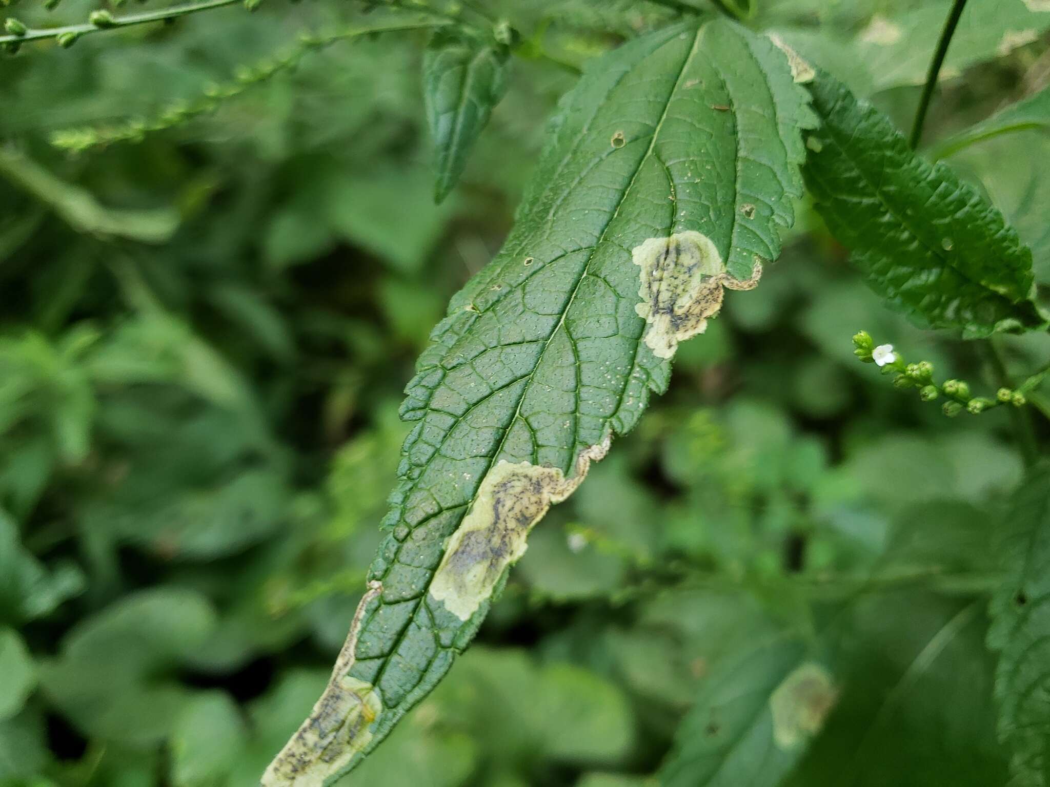 Image of Calycomyza verbenae Hering 1951