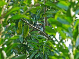 Image of Straw-crowned Bulbul