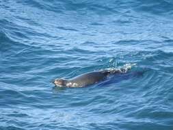 Image of Afro-Australian Fur Seal