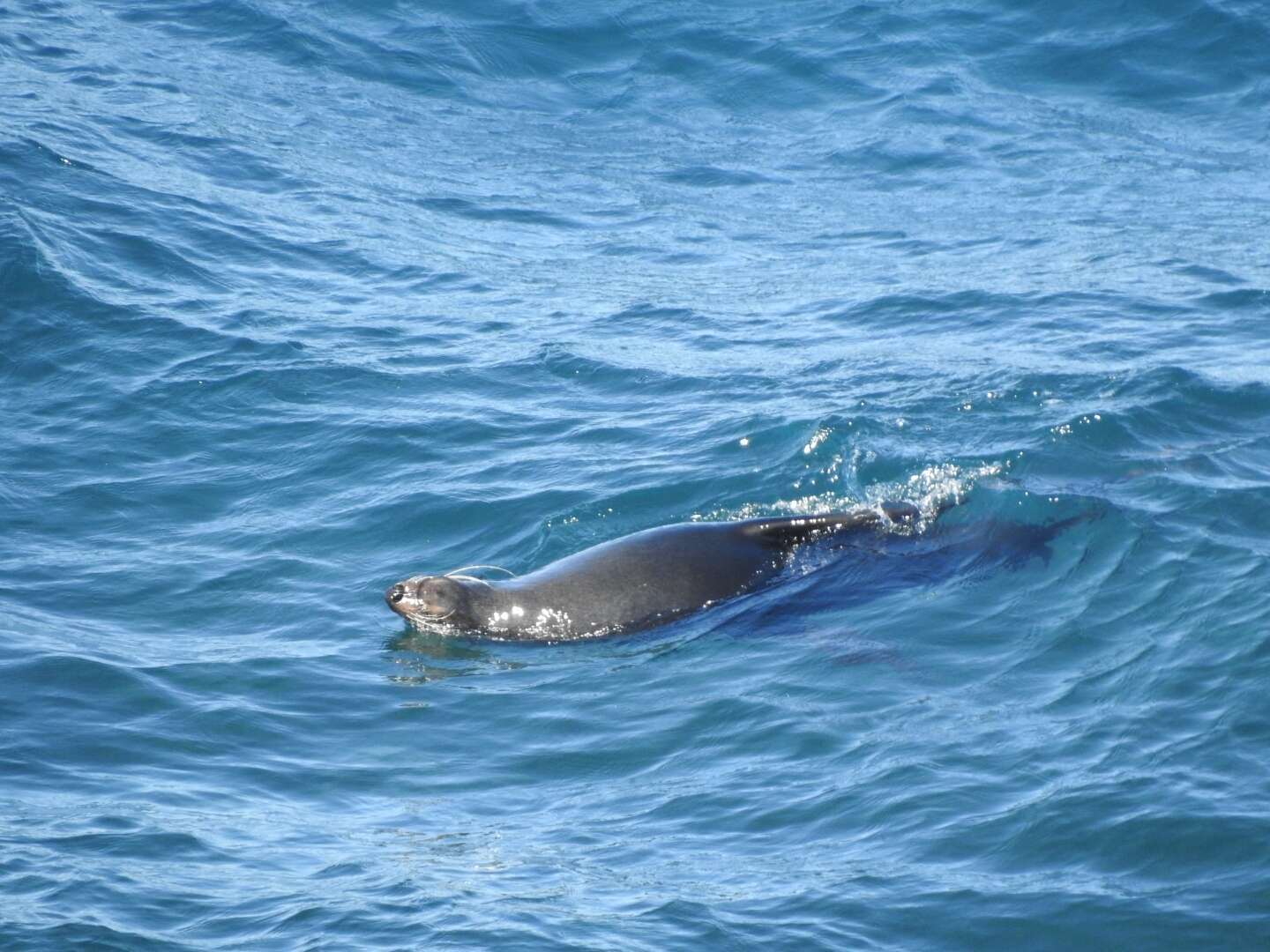 Image of Afro-Australian Fur Seal