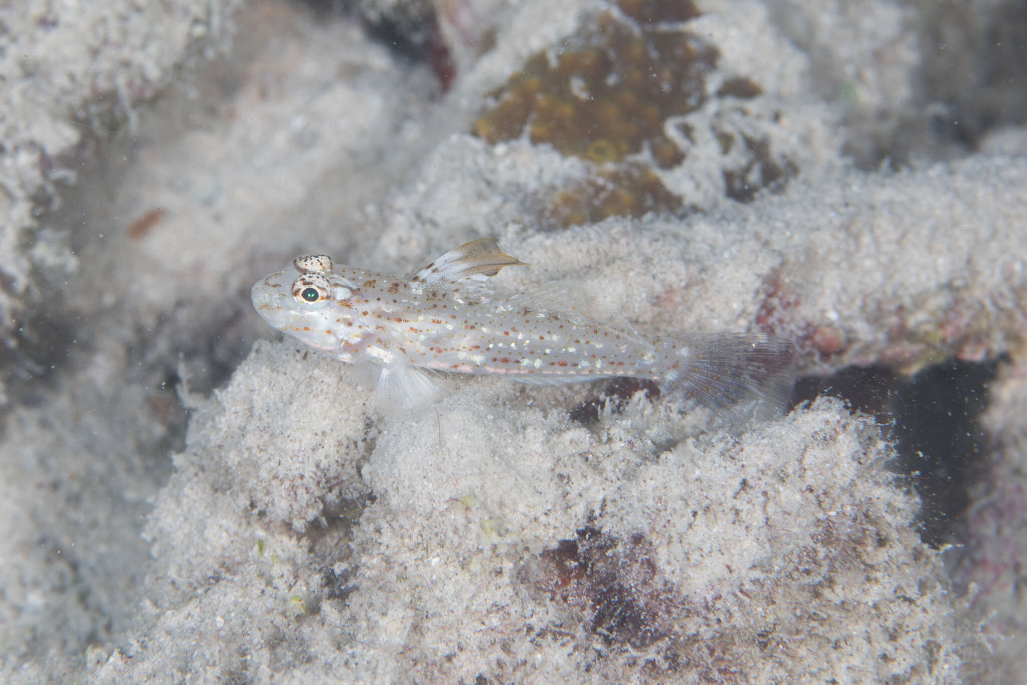 Fusigobius melacron (Randall 2001) resmi