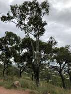 Image of Corymbia tessellaris (F. Müll.) K. D. Hill & L. A. S. Johnson