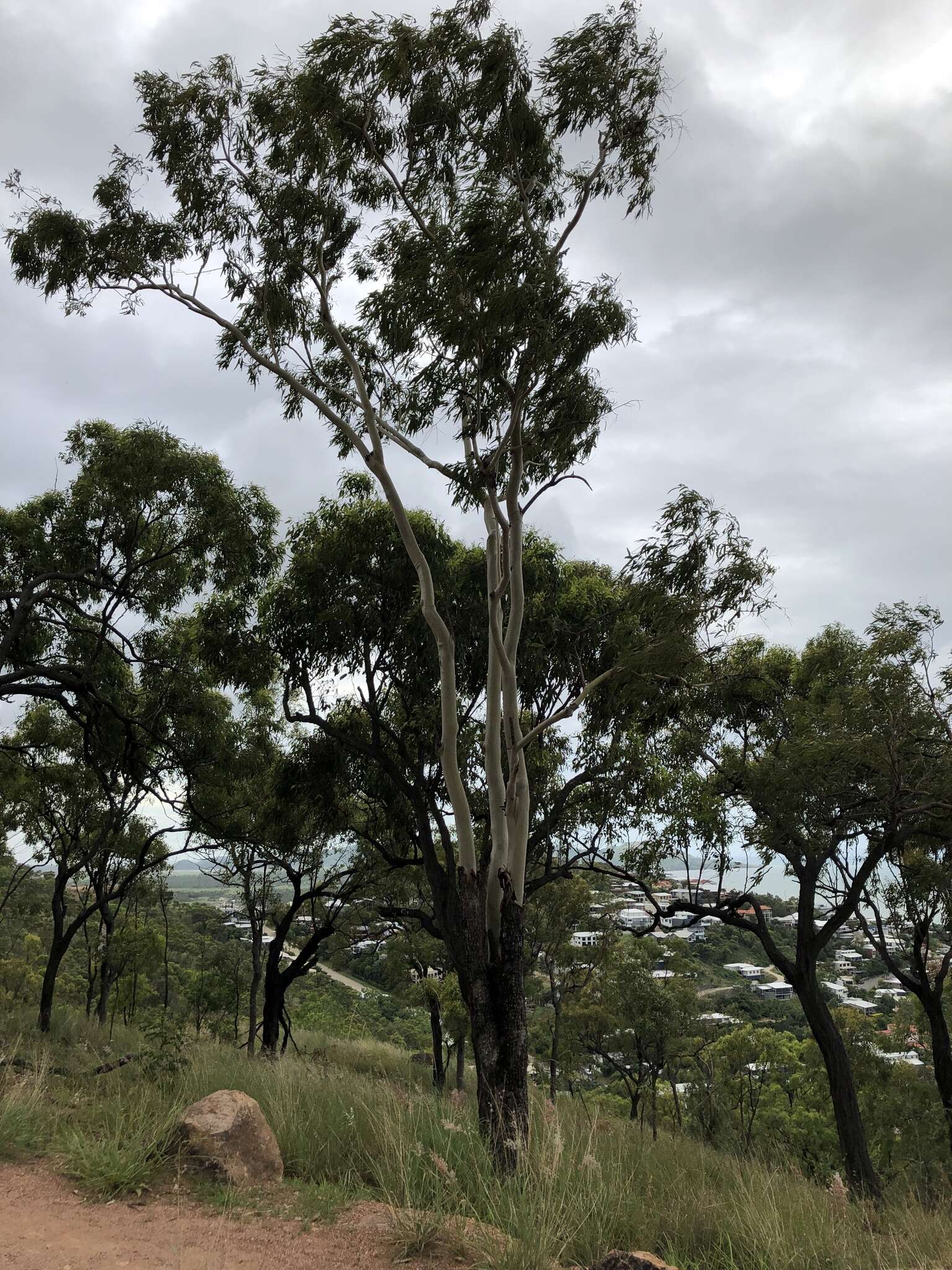 Image of Corymbia tessellaris (F. Müll.) K. D. Hill & L. A. S. Johnson