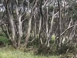 Image of snow gum