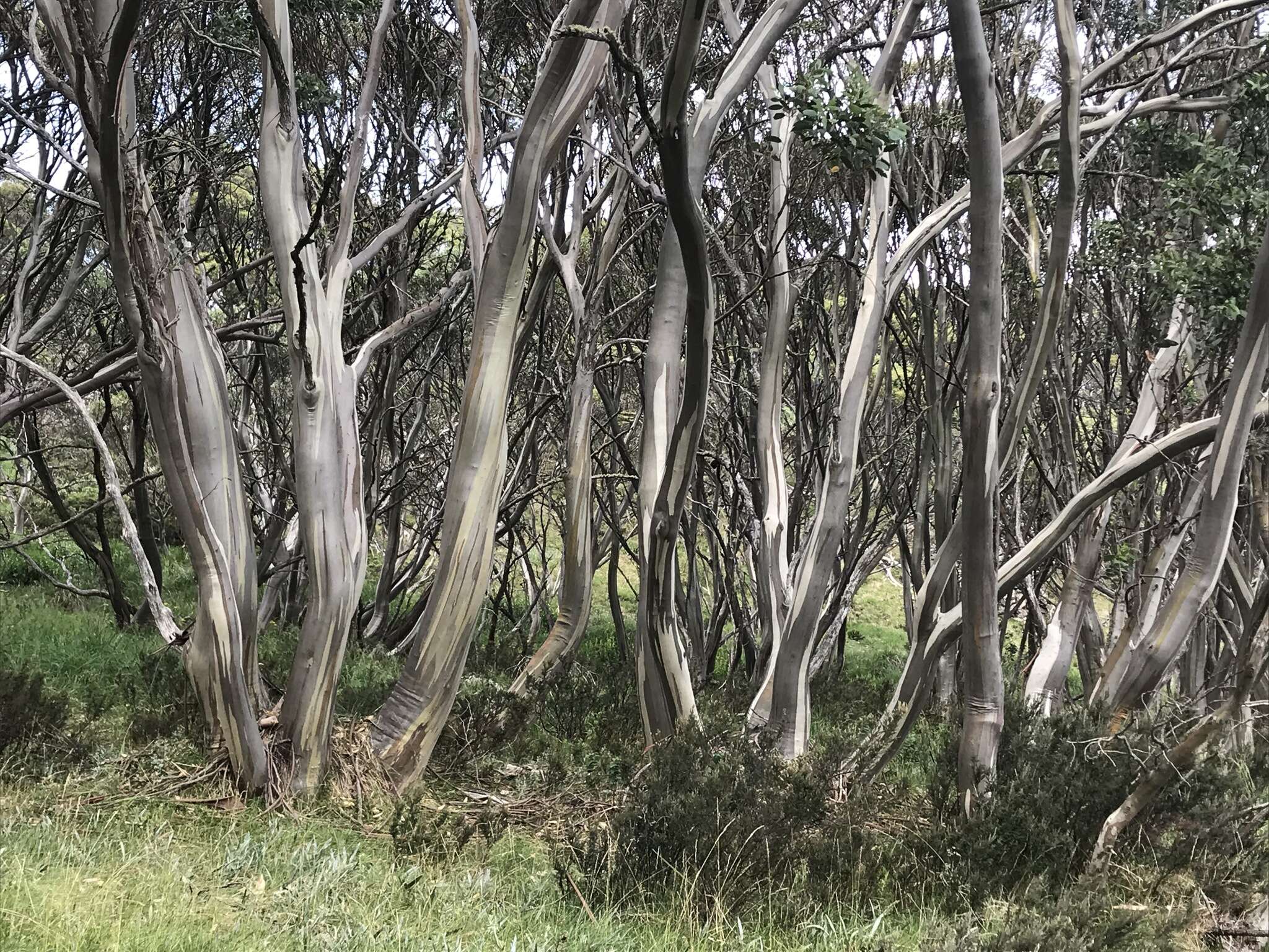 Image of snow gum