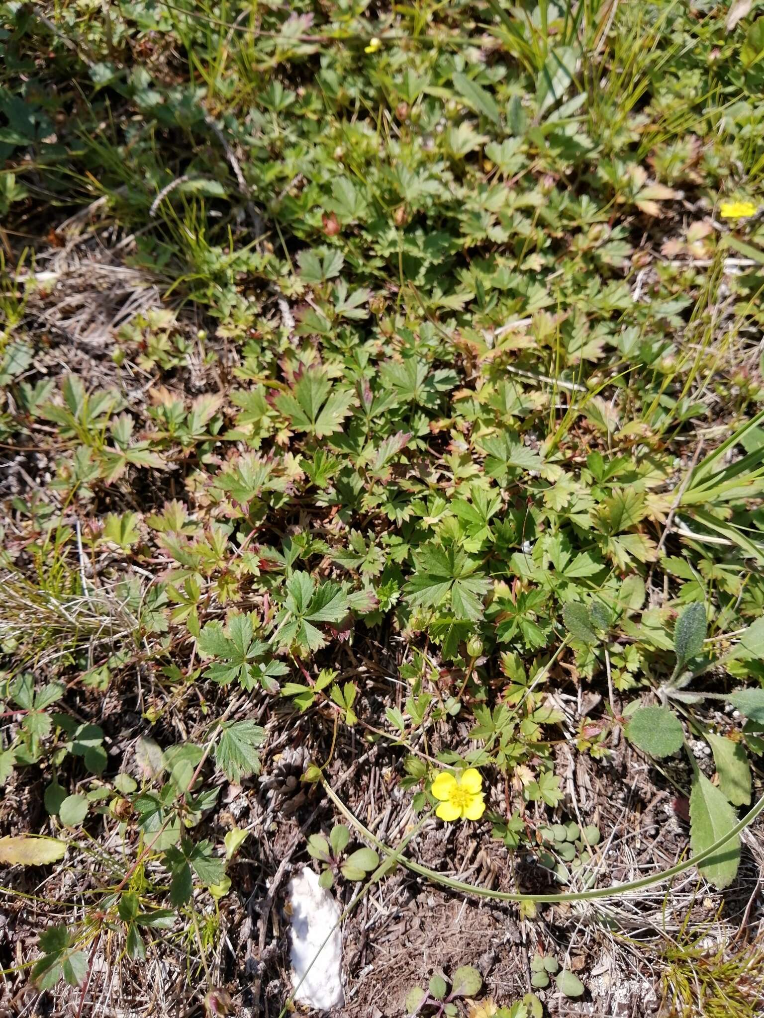 Image of English cinquefoil