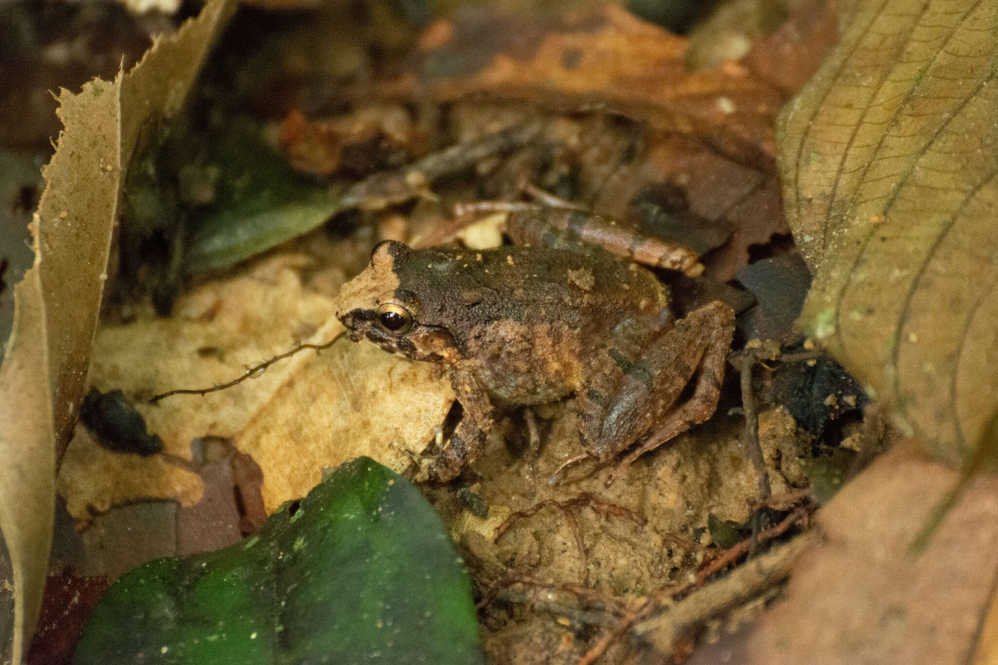 Image of Hasche's Frog