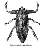 Image of Kirkaldyia deyrollei (Vuillefroy 1864)