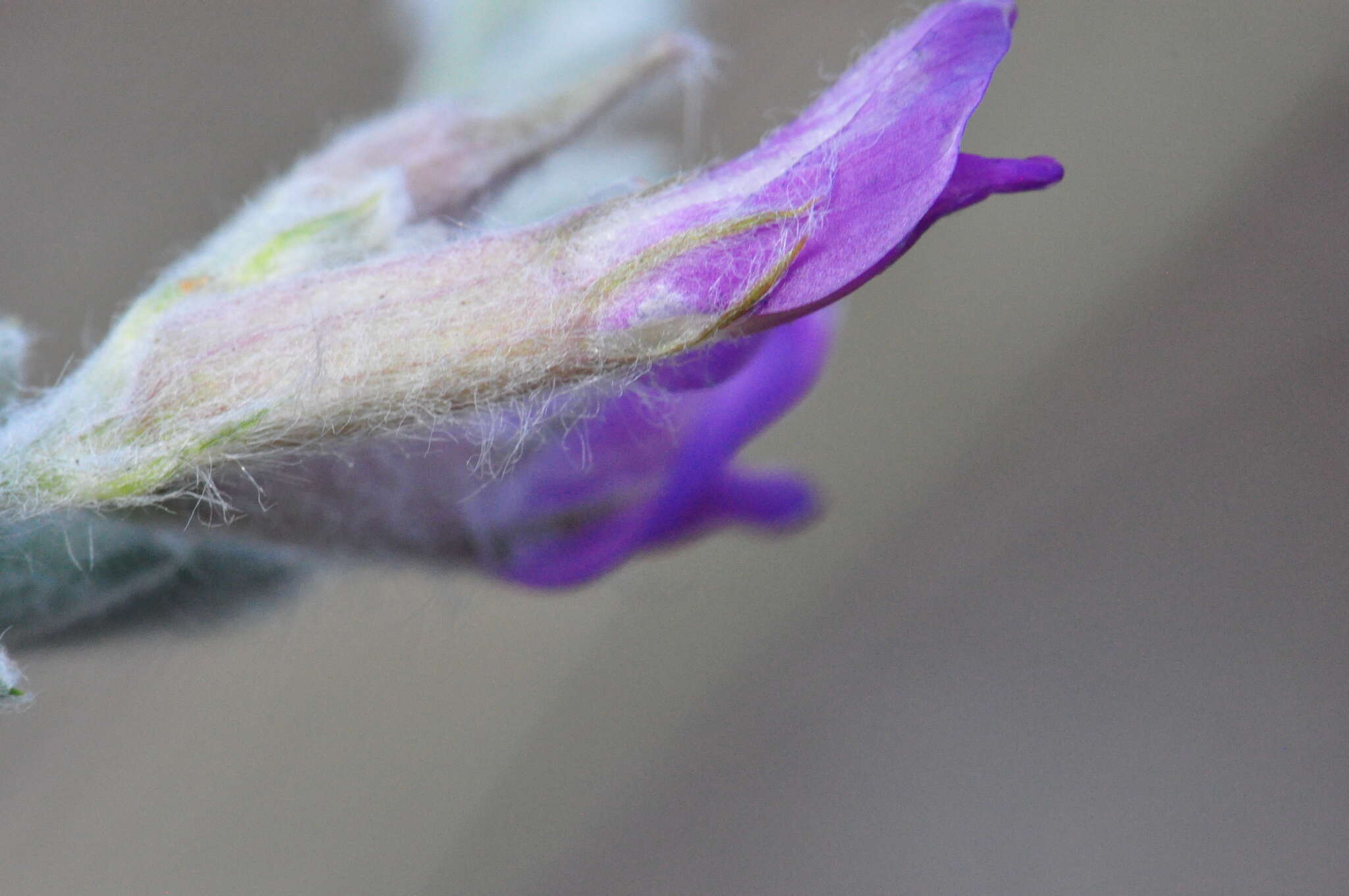 Image of bent milkvetch