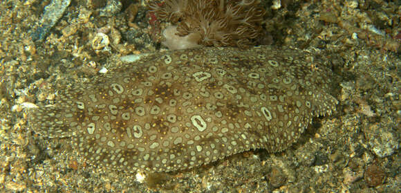 Image of Peacock sole