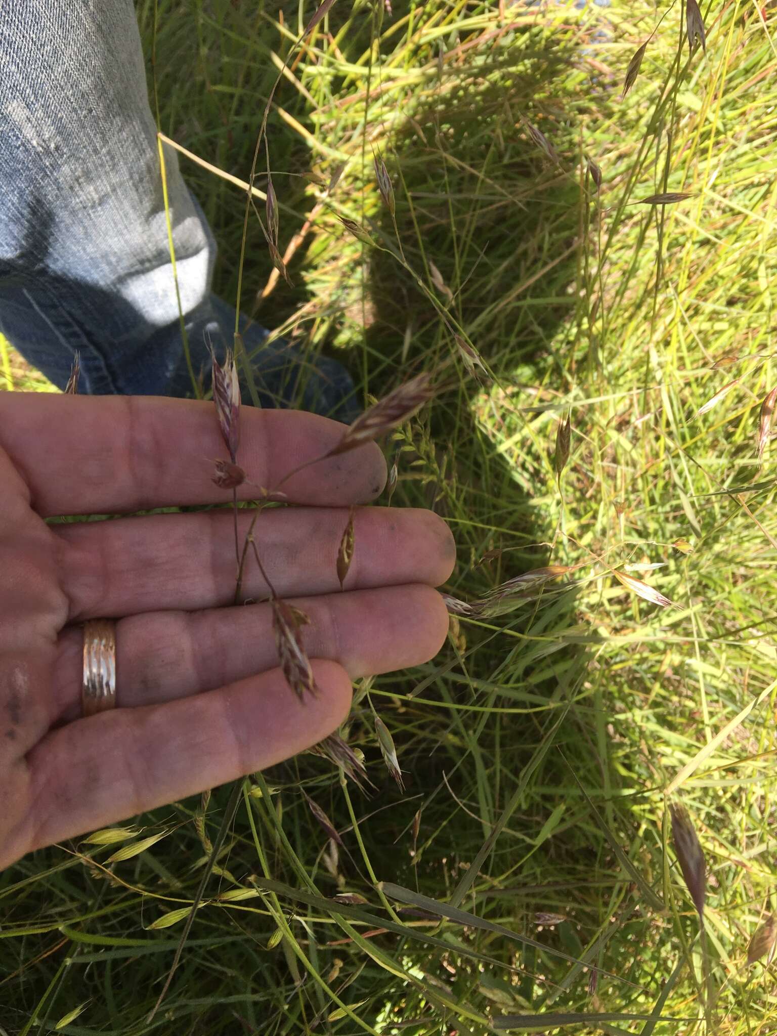 Image of California oatgrass