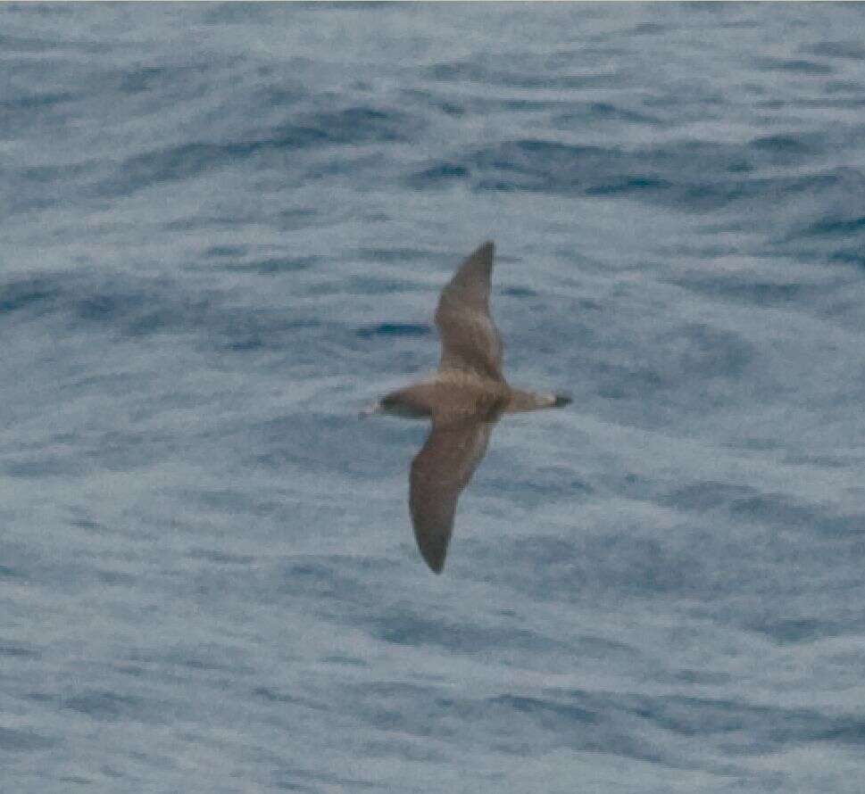 Image of Cory's Shearwater