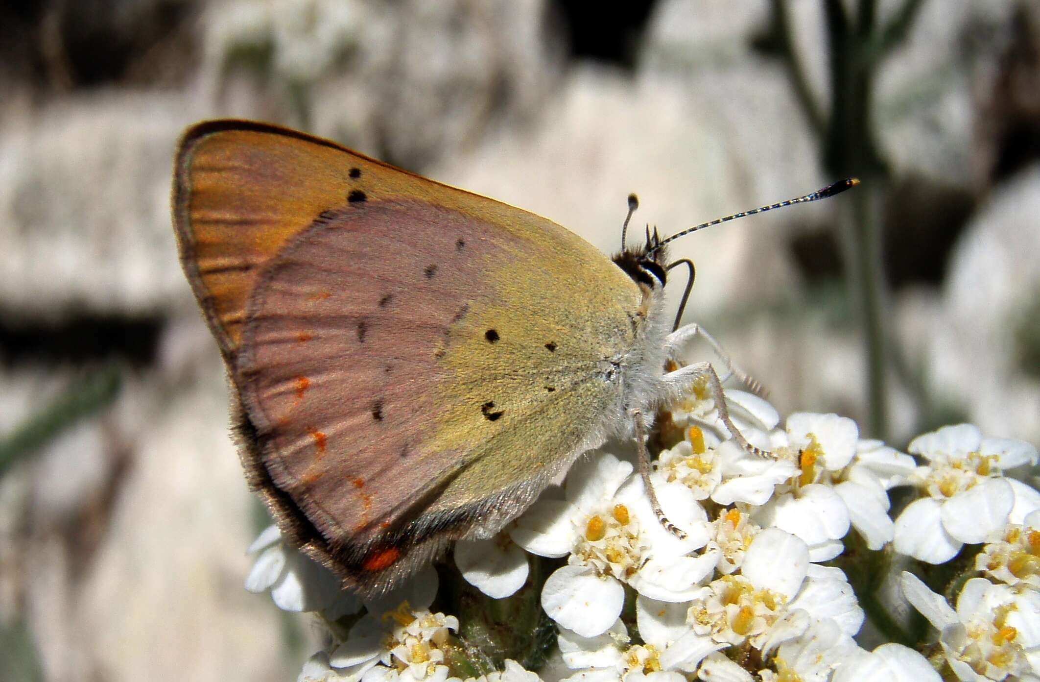 Image of Lilac-bordered Copper