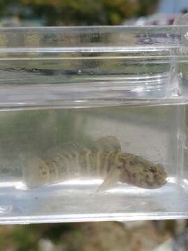 Image of Seaboard goby