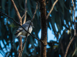 Image of Leaden Flycatcher