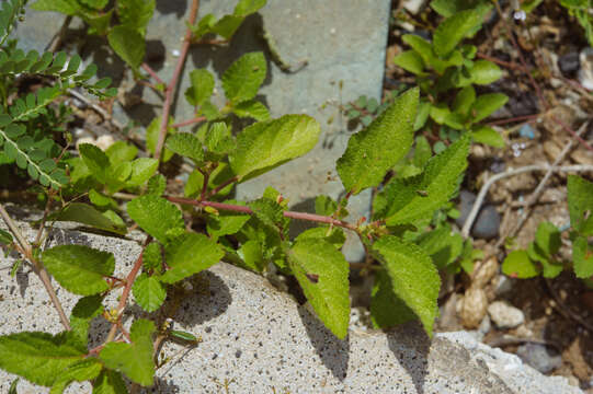 Imagem de Corchorus aestuans L.