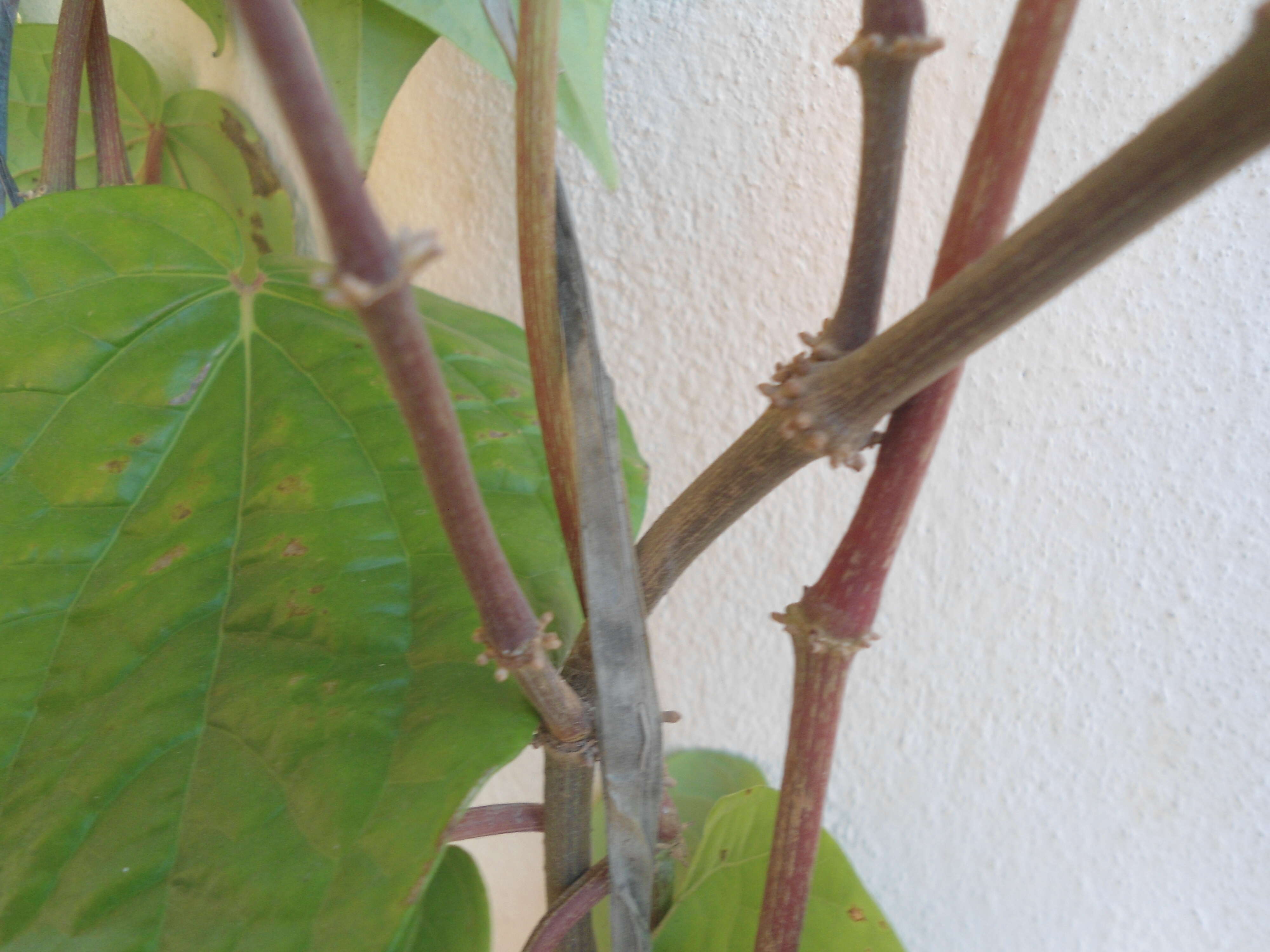 Image of Betel pepper