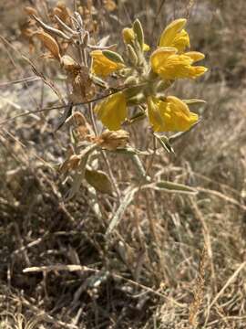 Image of Phlomis armeniaca Willd.