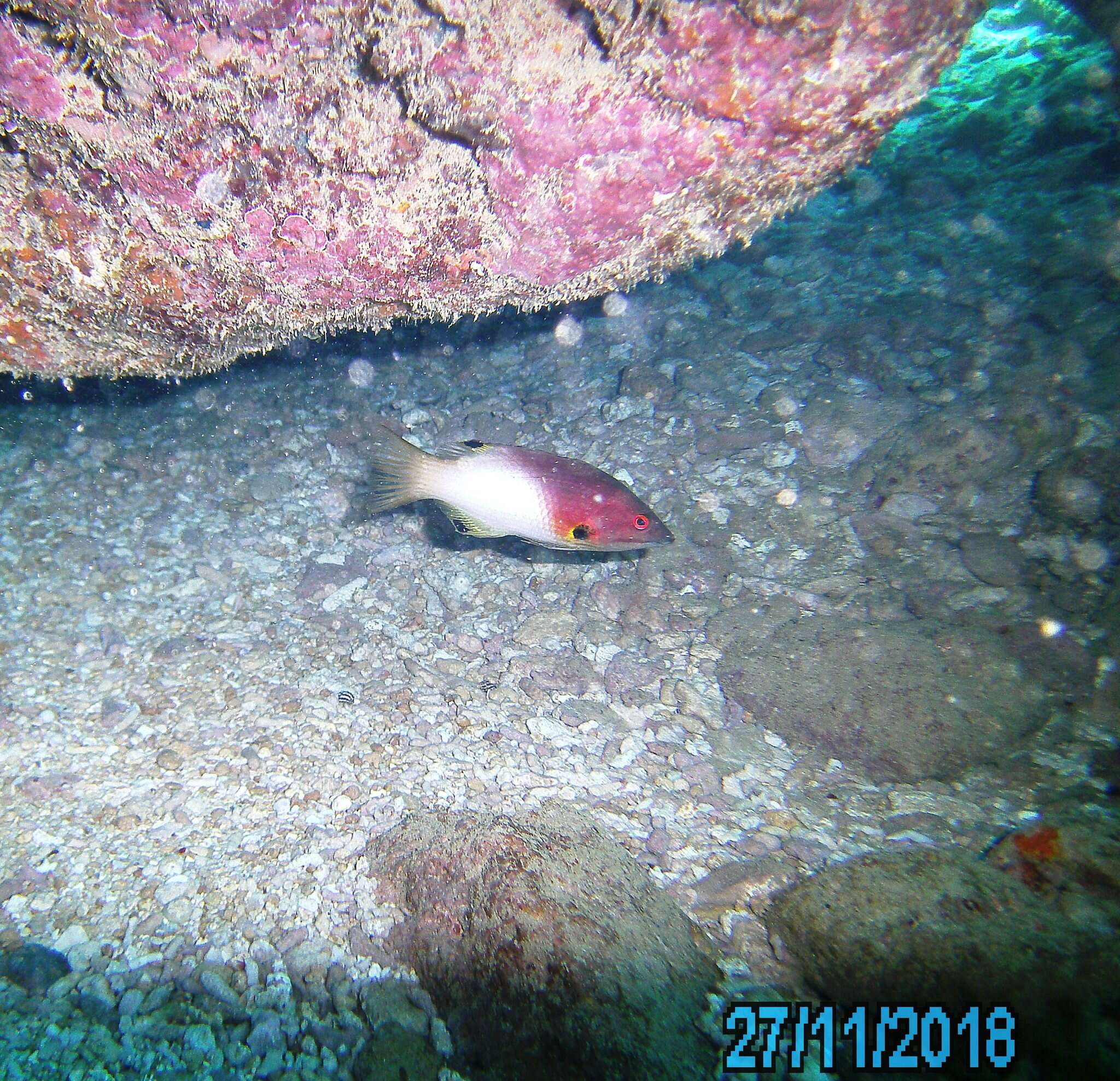 Image of Axil hogfish