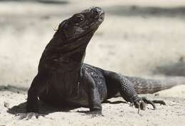 Image of De Queiroz's Spiny-tailed Iguana