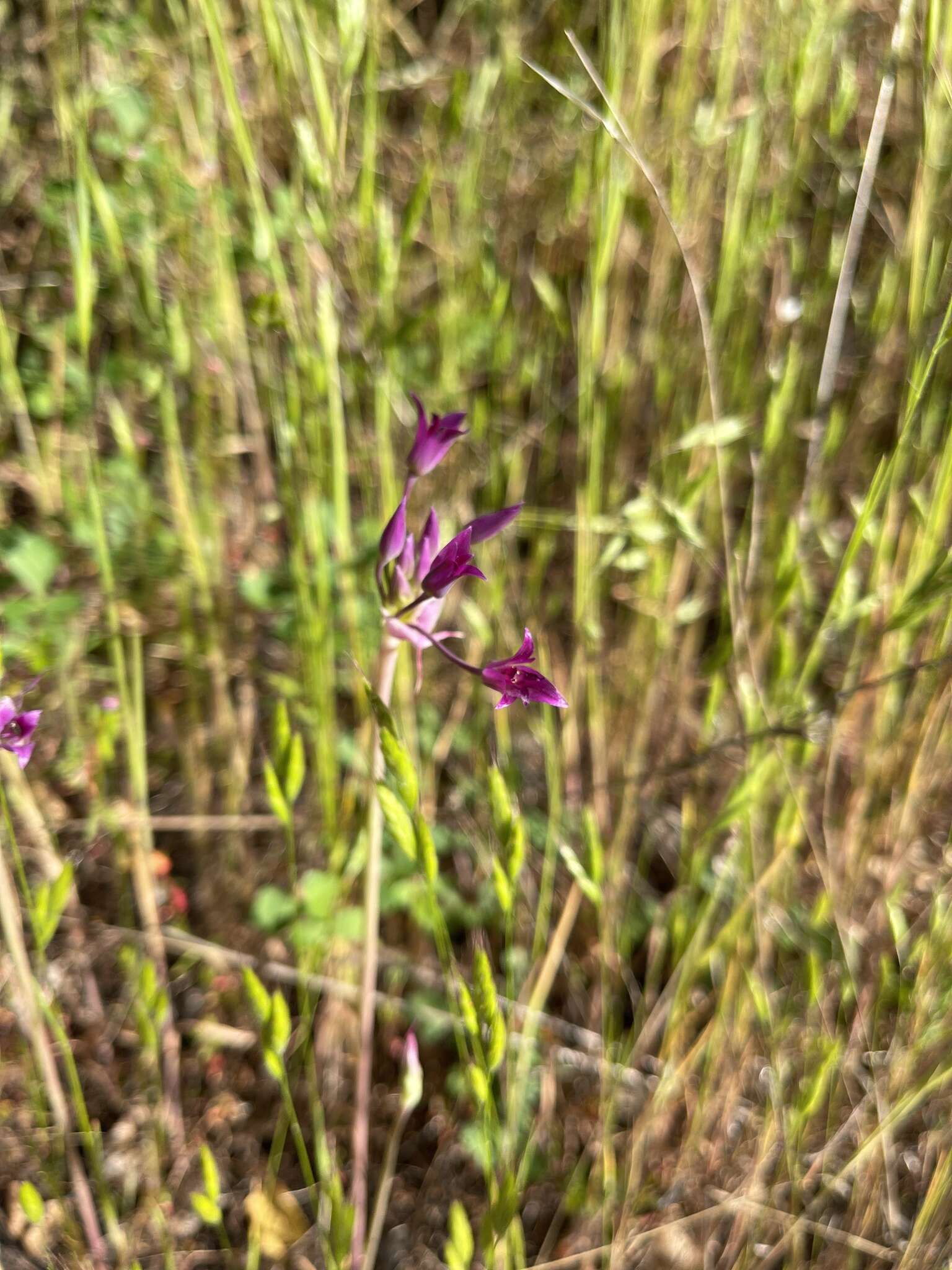 Image of penisula onion