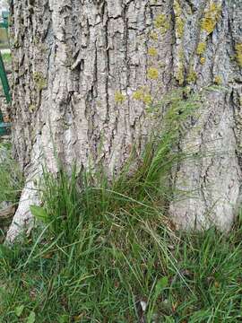 Image of narrow-leaved meadow-grass