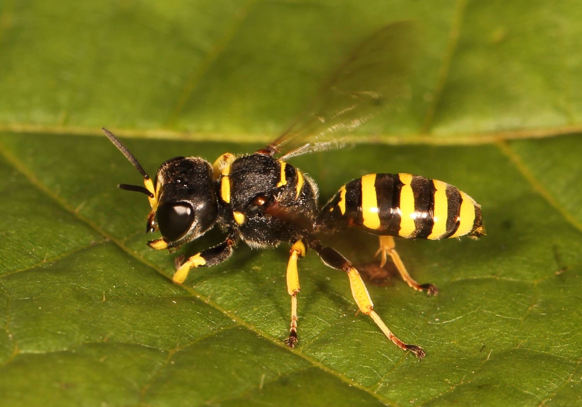 Image of Ectemnius lituratus (Panzer 1803)