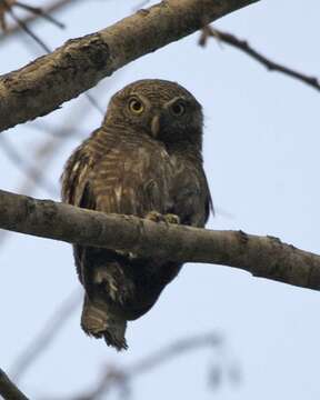 Image of Jungle Owlet