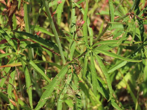 Image of Nelson's checkerbloom