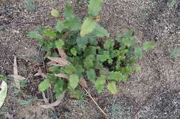 Image of Lomatia ilicifolia R. Br.