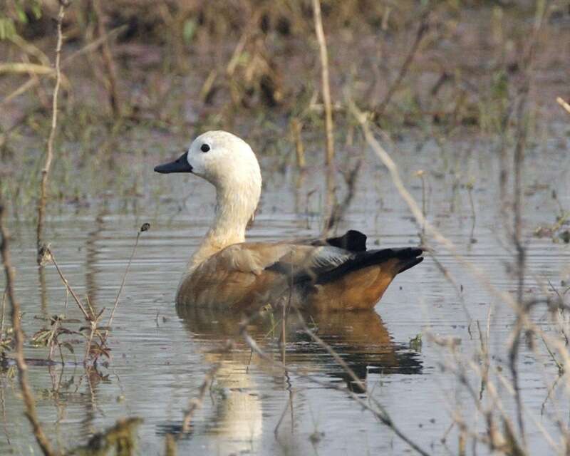 Image of Ruddy Shelduck