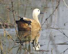 Image of Ruddy Shelduck