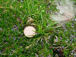 Image of hair-like sedge