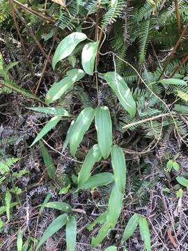 Image of Dioscorea cirrhosa Lour.