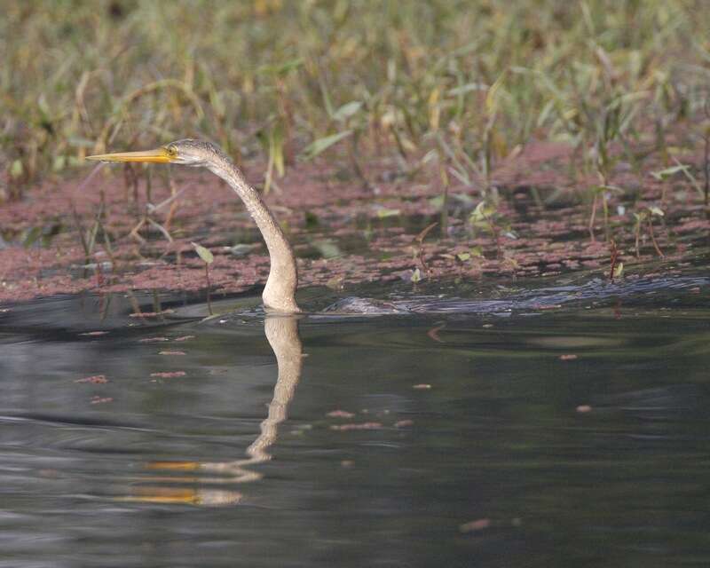 Image of Oriental Darter