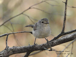 Image of Redthroat