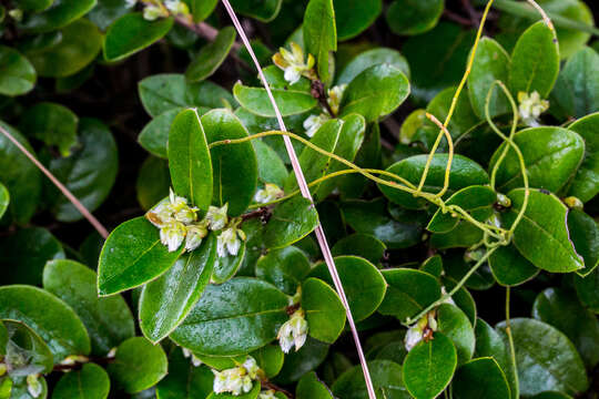 Image of Diospyros scabrida (Harv. ex Hiern) De Winter