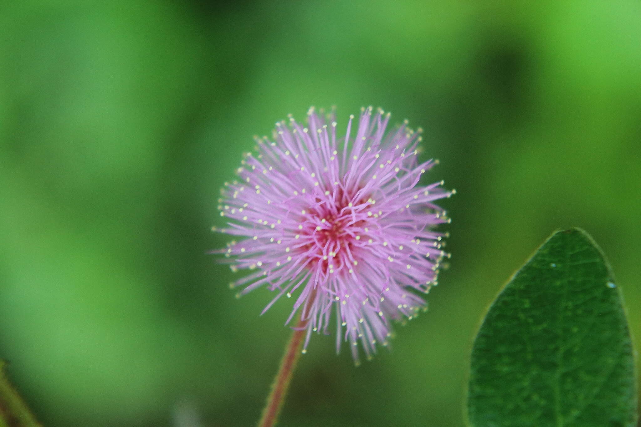 Imagem de Mimosa albida Willd.