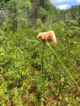 Imagem de Eriophorum virginicum L.